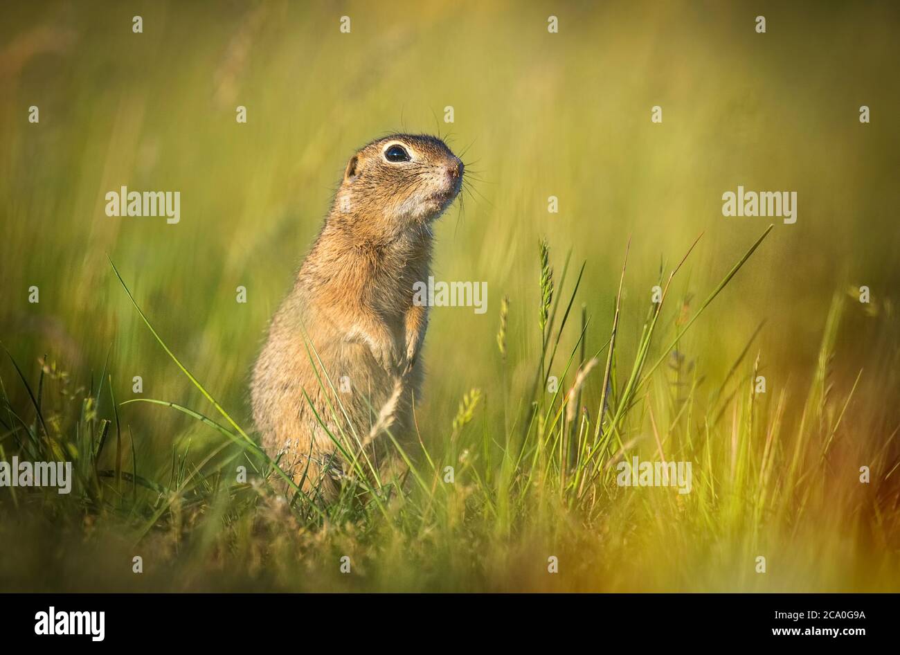 Sysel obecny Spermophilus citellus European ground squirrel Radouc Mlada Boleslav. Stock Photo