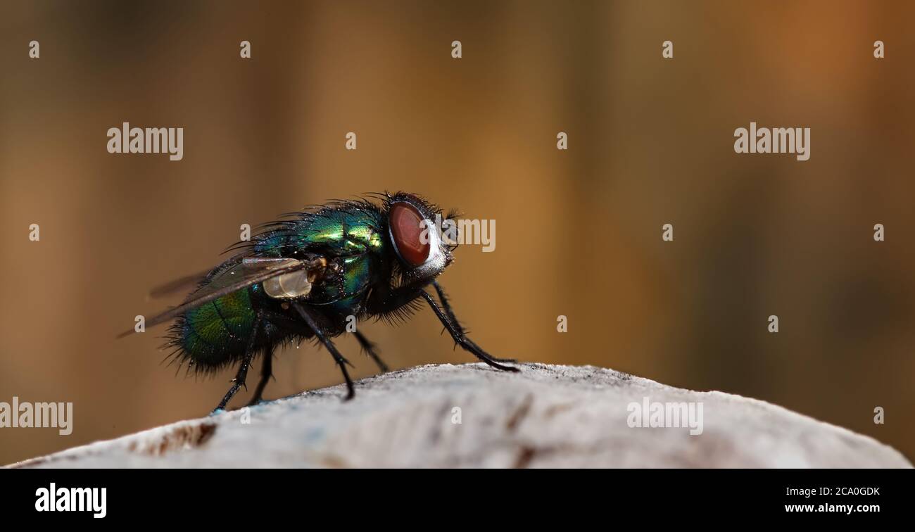 Greenbottle fly in macro close up Stock Photo