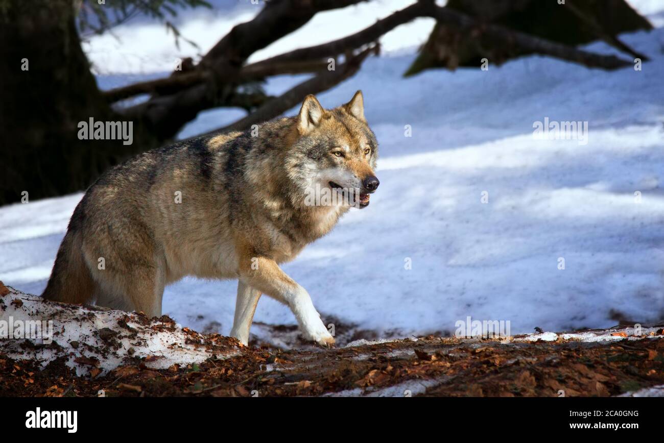 A lone Timber wolf or Grey Wolf Canis lupus walking in the falling winter snow Bayerischer Wald. Stock Photo