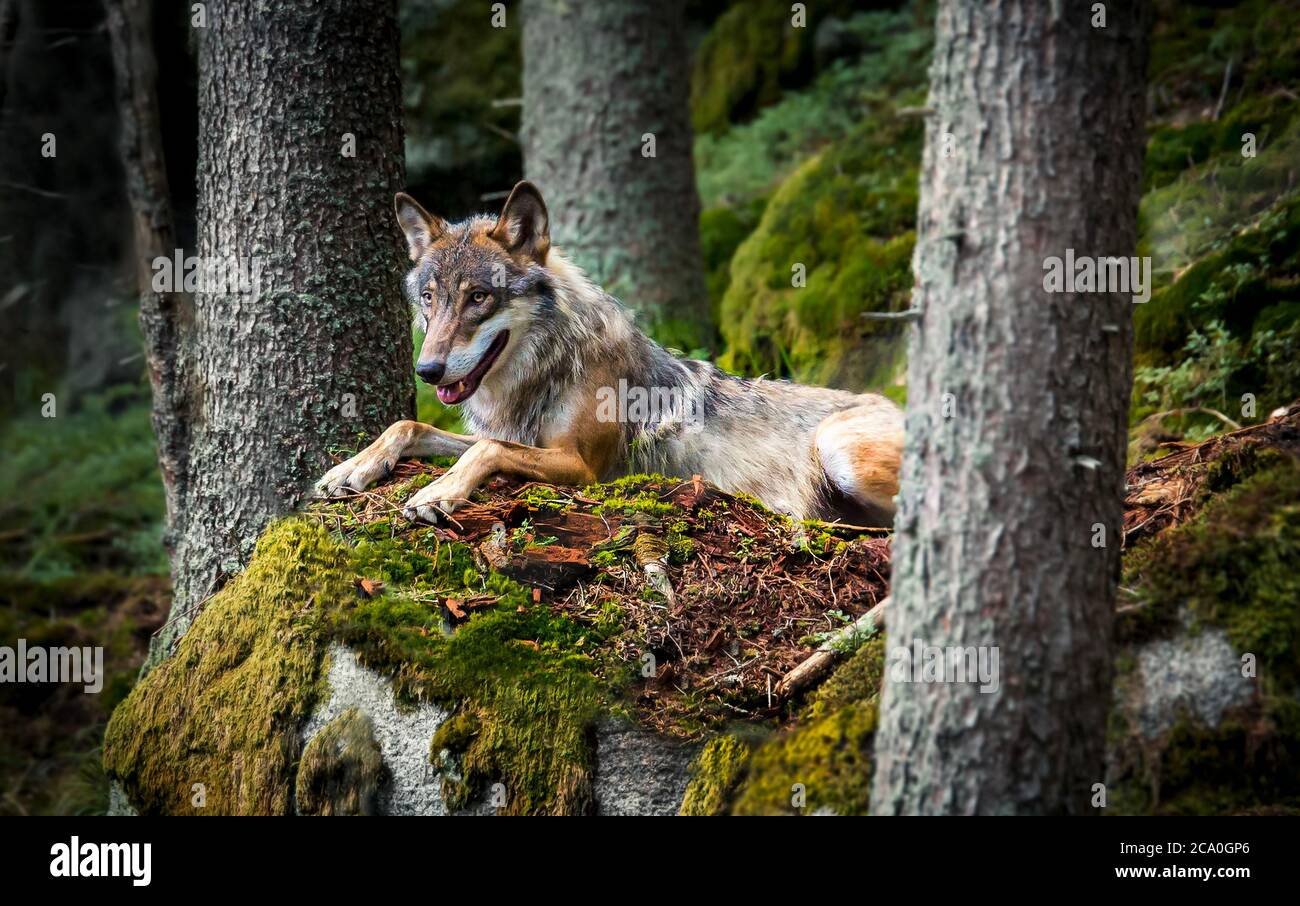 A lone Timber wolf or Grey Wolf Canis lupus sitting on a stone and watches. Stock Photo