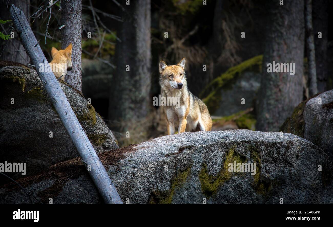 A lone Timber wolf or Grey Wolf Canis lupus stands on a stone and watches. Stock Photo