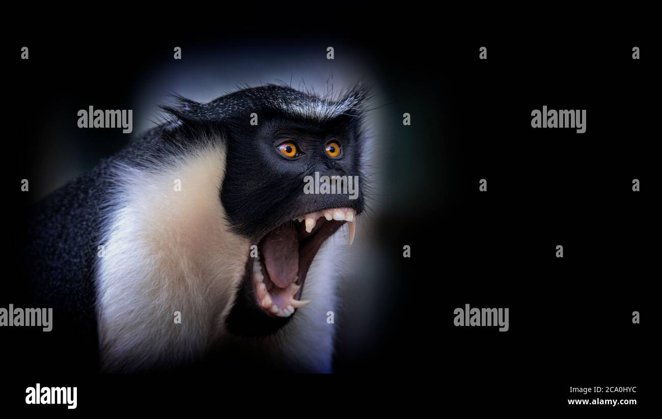 Diana monkey, Cercopithecus diana, a dark backround, scream, crescent-shaped browband, ruff and beard. Wildlife animals. Portrait. Stock Photo