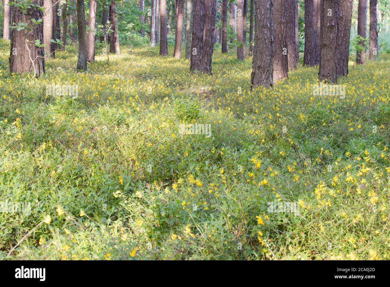 Melampyrum pratense, common cow-wheat yellow flowers in pine forest forest selective focus Stock Photo