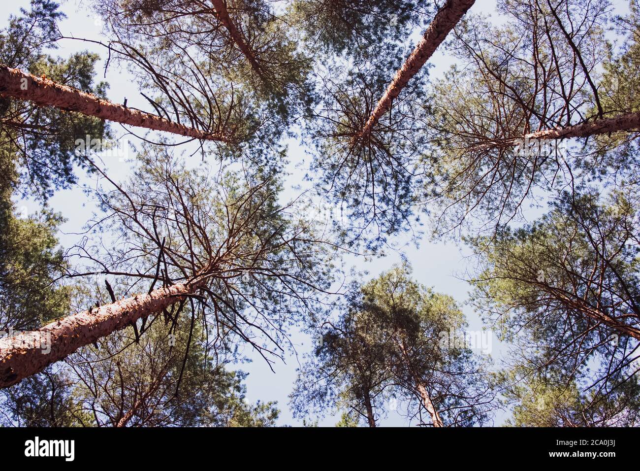 Tall pine trees against blue sky Stock Photo