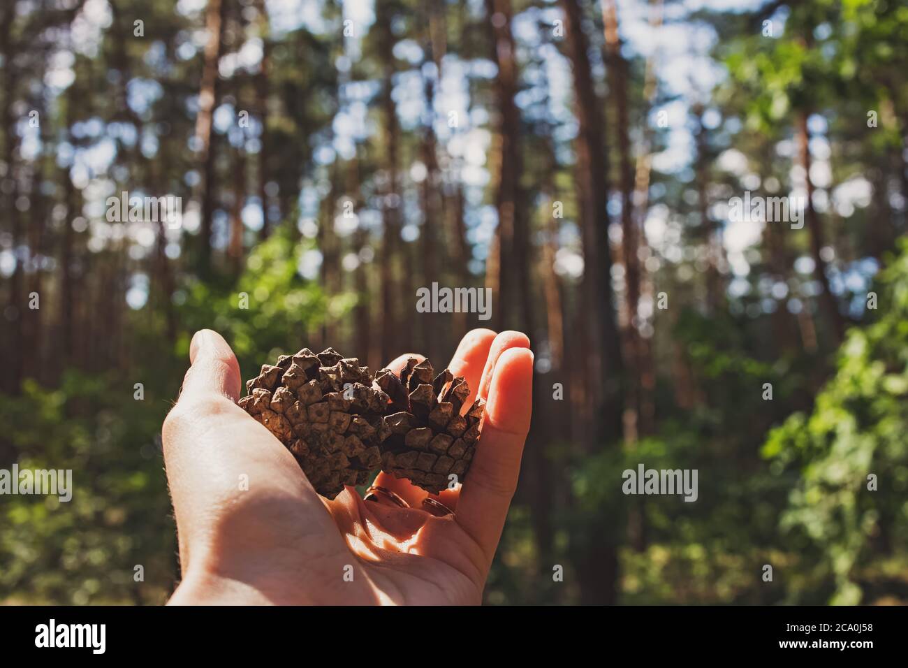 Hand holding pine cones close-up in the forest. Stock Photo