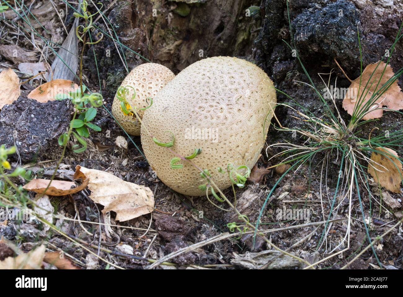 Common earth ball fungus scleroderma hires stock photography and images Alamy