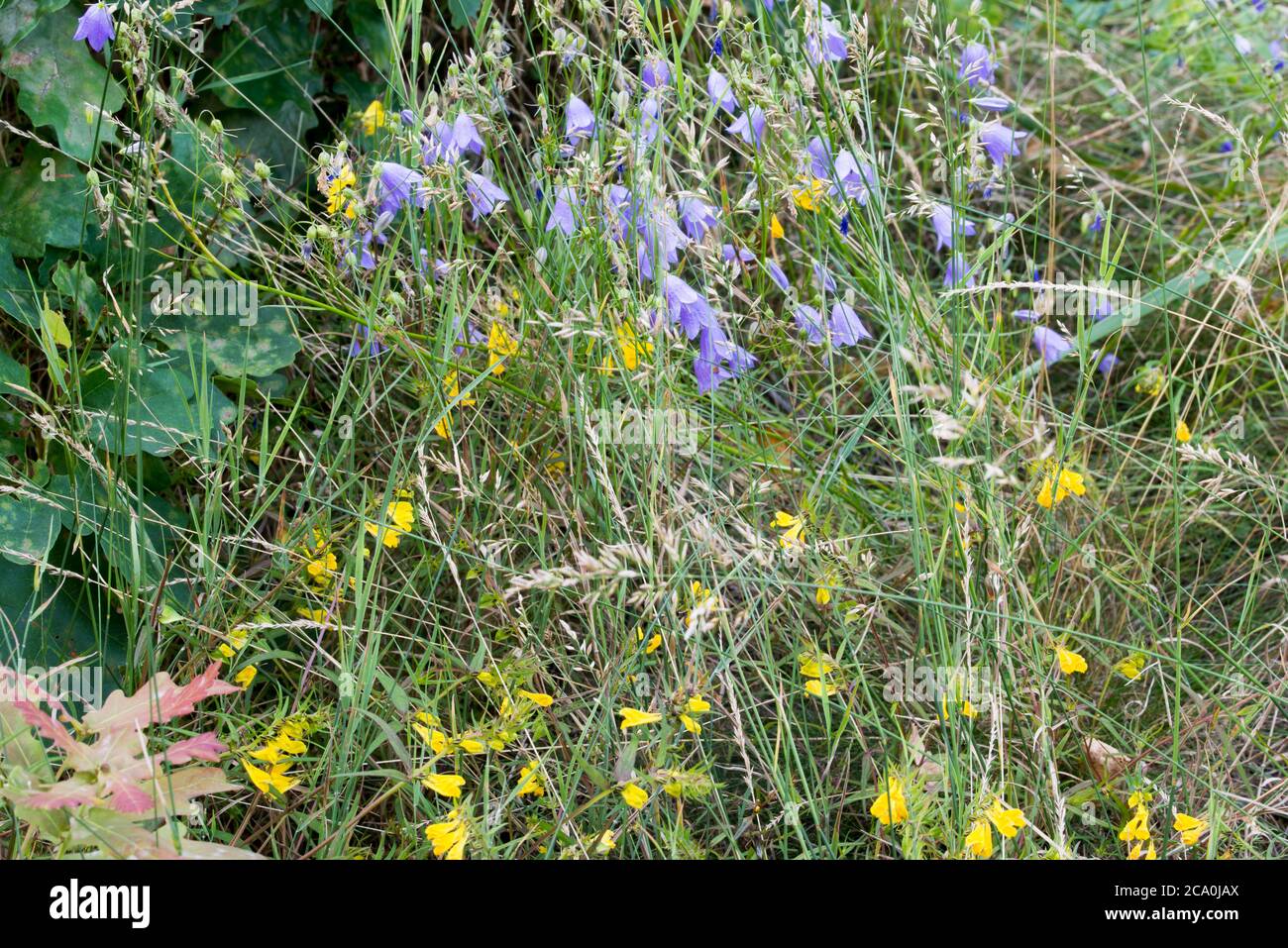 yellow and violet flowers in forest closeup Stock Photo