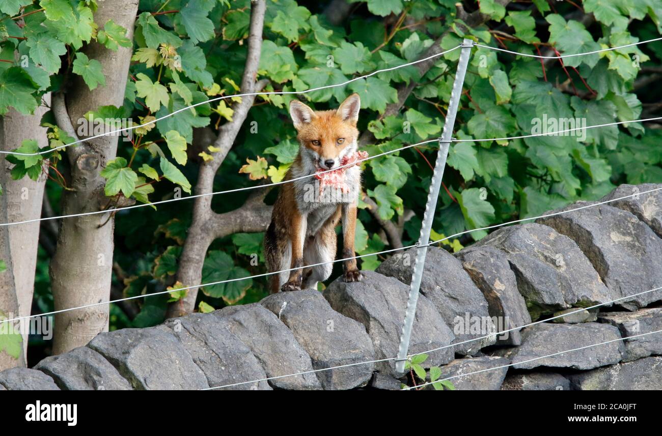 Male dog fox with food for the cubs Stock Photo