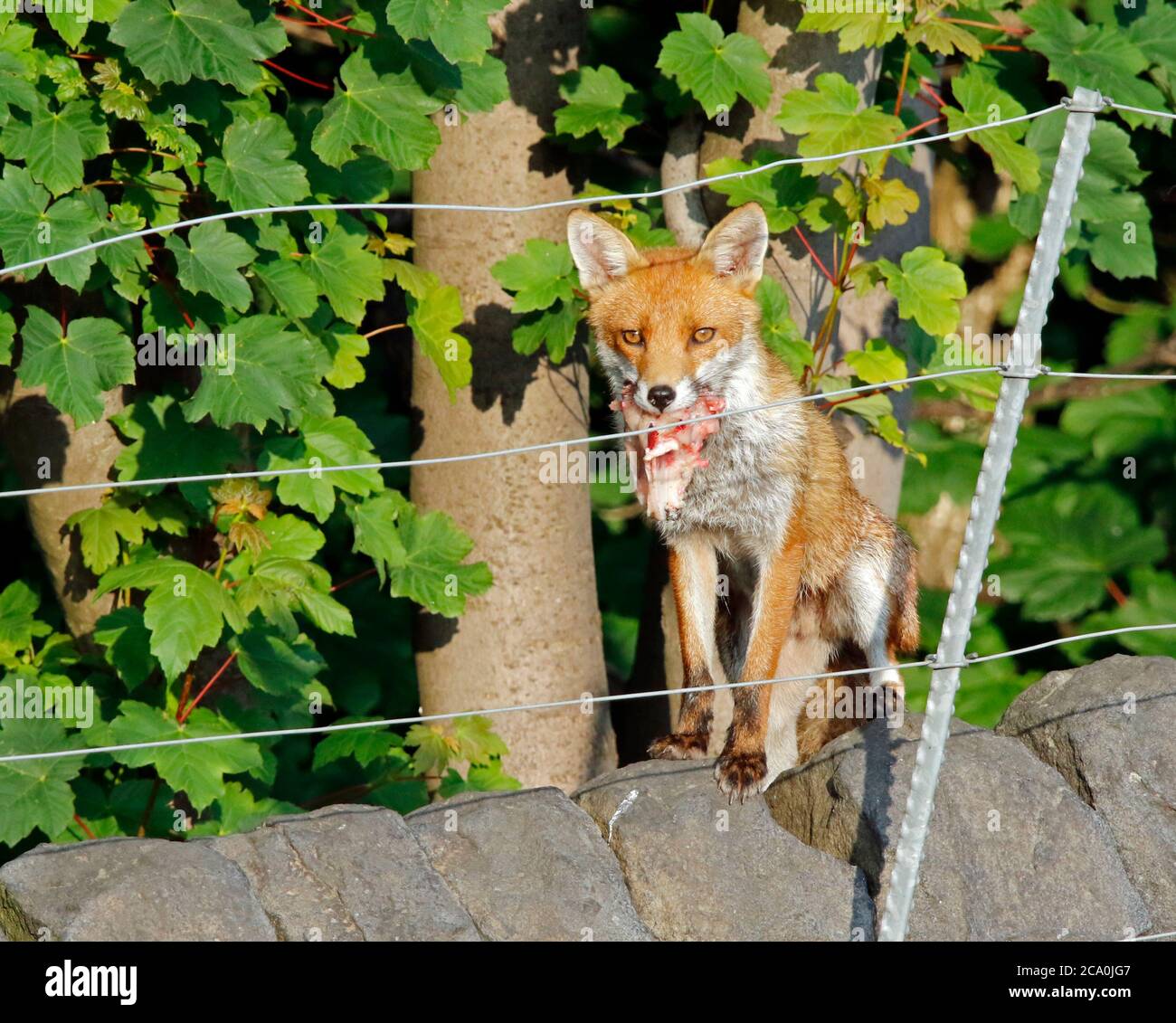 Male dog fox with food for the cubs Stock Photo Alamy