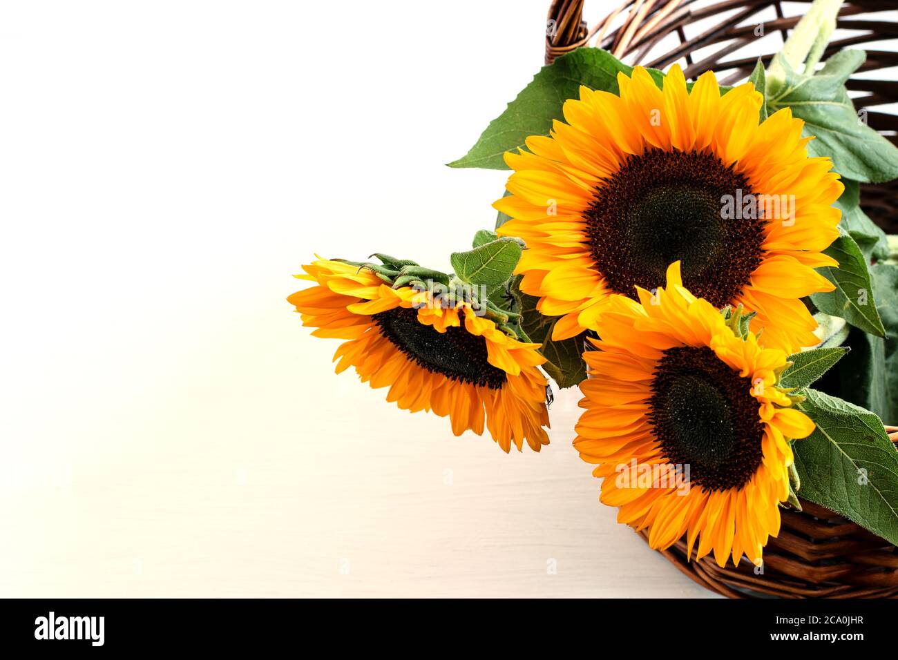 Sunflowers in the wicker basket on the white background closeup. Top ...
