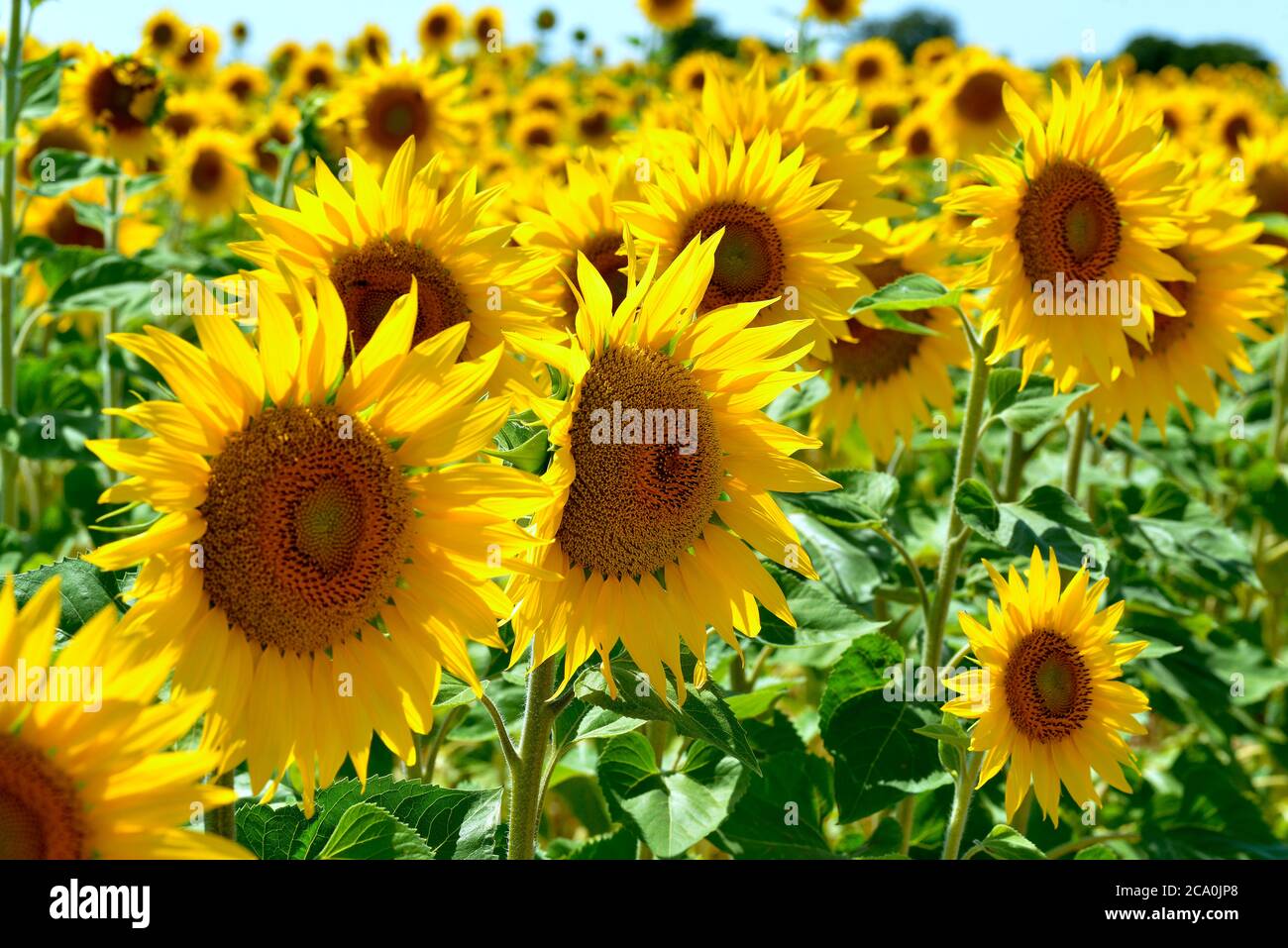 Closeup sunflowers (Helianthus annuus) on the famous Valensole plateau, a commune in the Alpes-de-Haute-Provence department in southeastern France Stock Photo