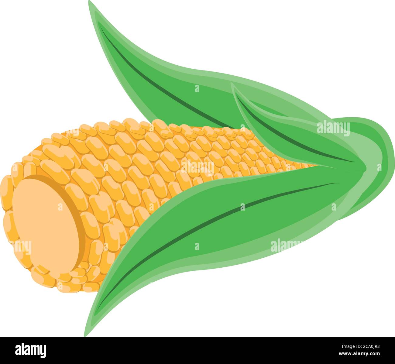 corn cob on white background vector illustration design Stock Vector ...