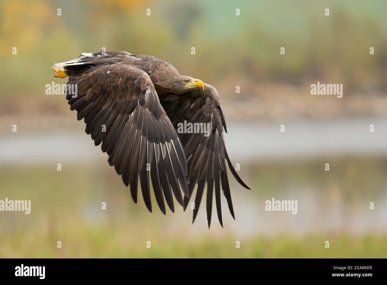 Most widely distributed species of eagle hi-res stock photography and ...