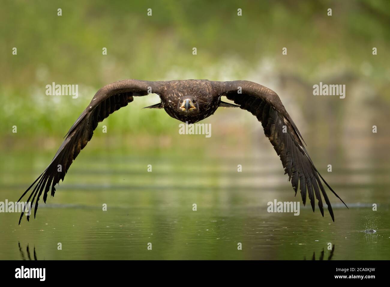White-tailed eagle (Haliaeetus albicilla) is a very large species of sea eagle widely distributed across temperate Eurasia. Stock Photo