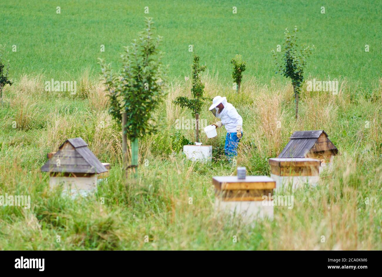 Pfaffenhofen a.d.Ilm, Germany, 2nd August 2020,  Beekeeper take care of Demeter bio beehives. © Peter Schatz / Alamy Live News Stock Photo