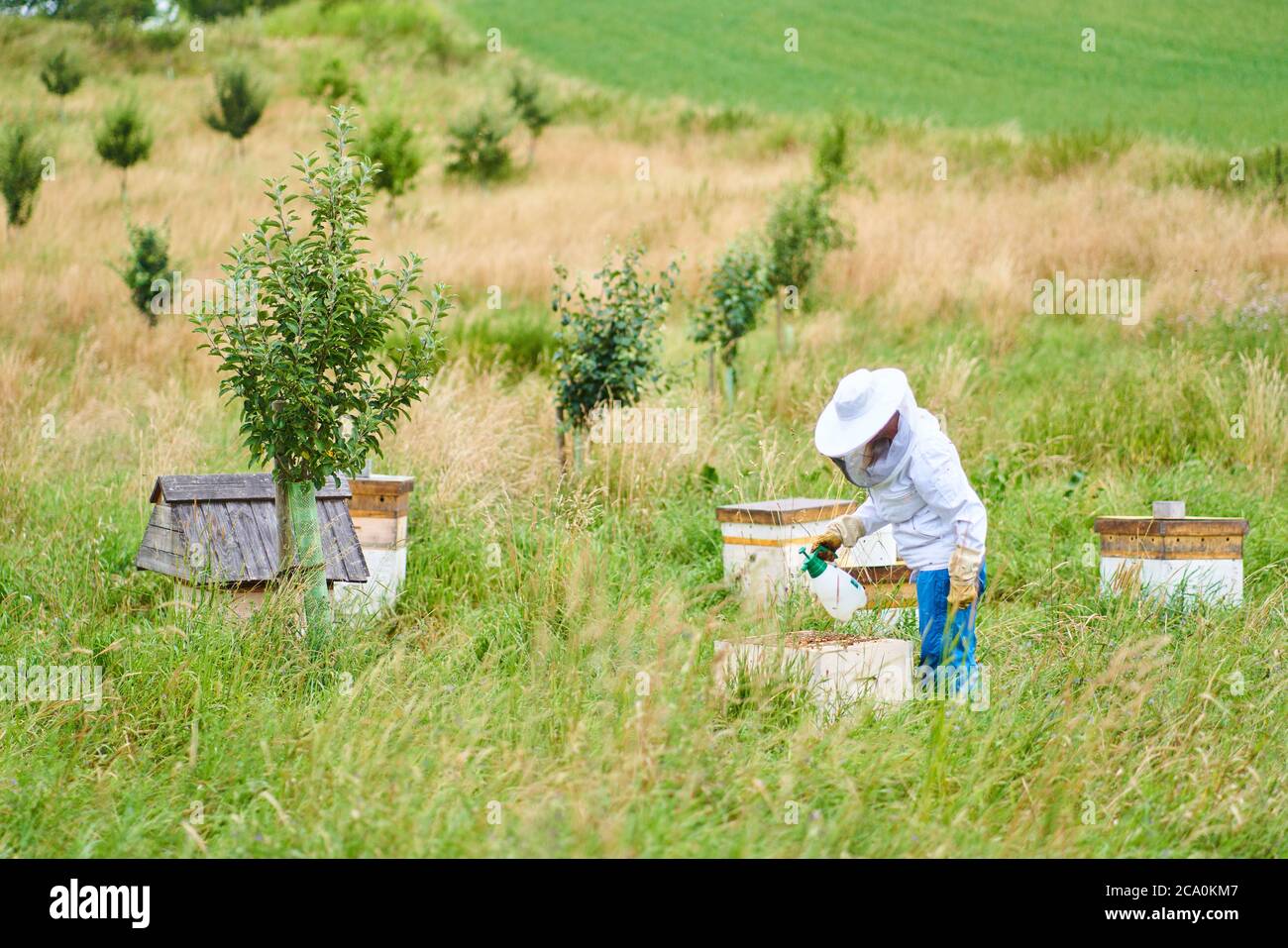 Pfaffenhofen a.d.Ilm, Germany, 2nd August 2020,  Beekeeper take care of Demeter bio beehives. © Peter Schatz / Alamy Live News Stock Photo
