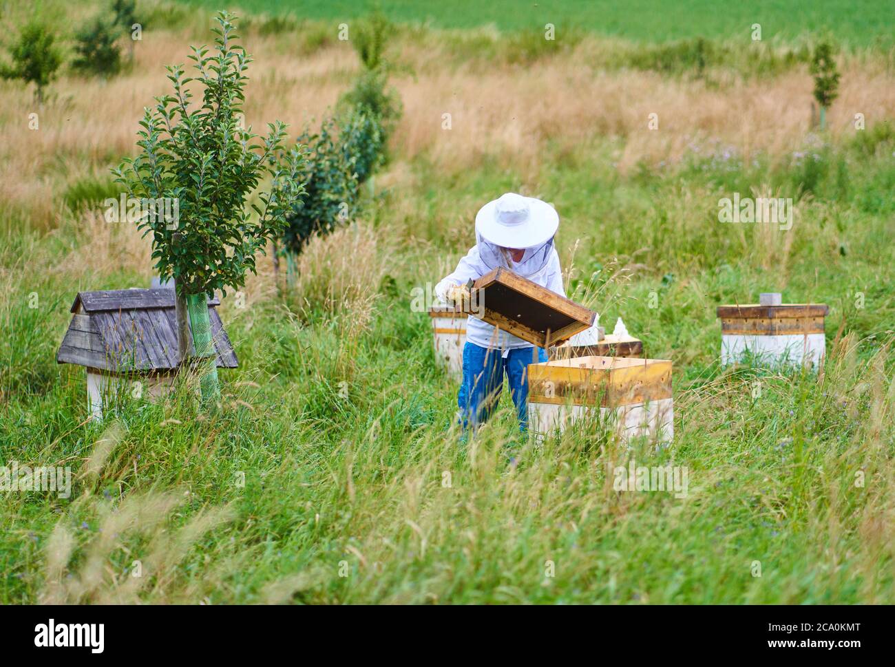 Pfaffenhofen a.d.Ilm, Germany, 2nd August 2020,  Beekeeper take care of Demeter bio beehives. © Peter Schatz / Alamy Live News Stock Photo