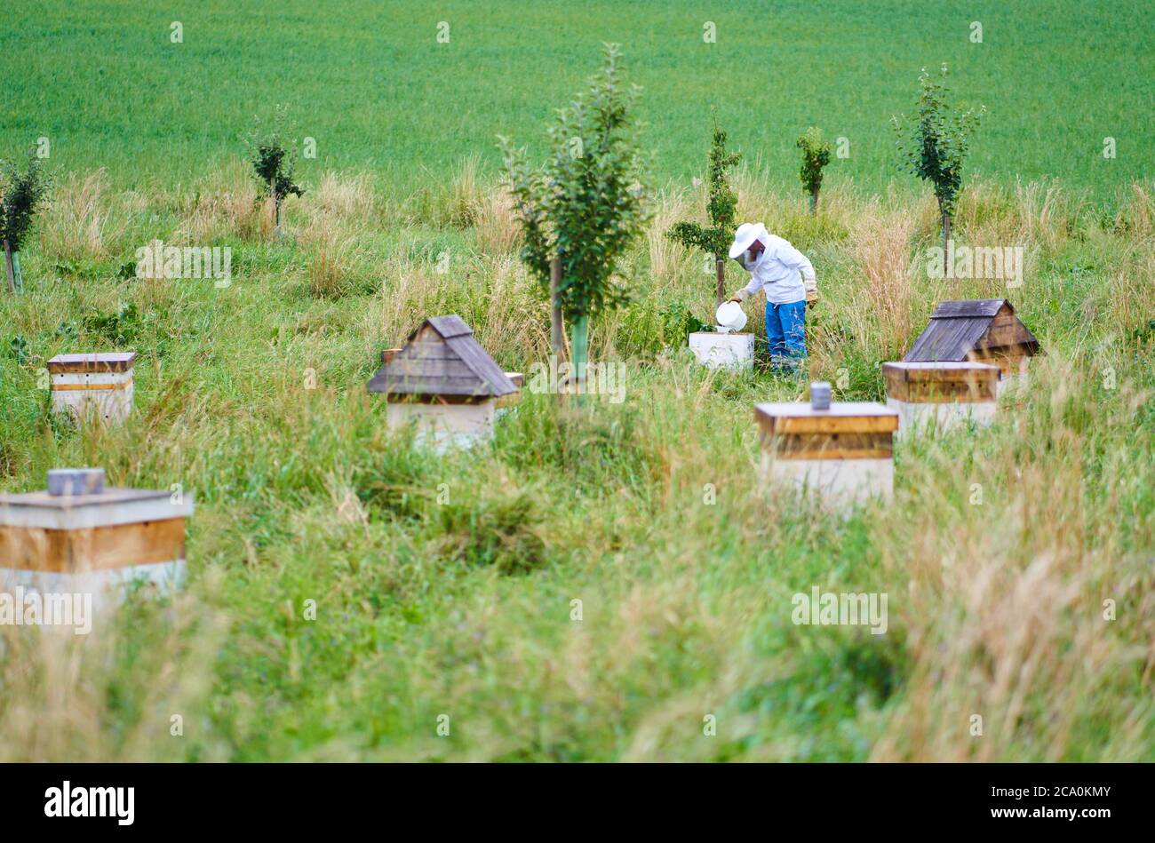 Pfaffenhofen a.d.Ilm, Germany, 2nd August 2020,  Beekeeper take care of Demeter bio beehives. © Peter Schatz / Alamy Live News Stock Photo