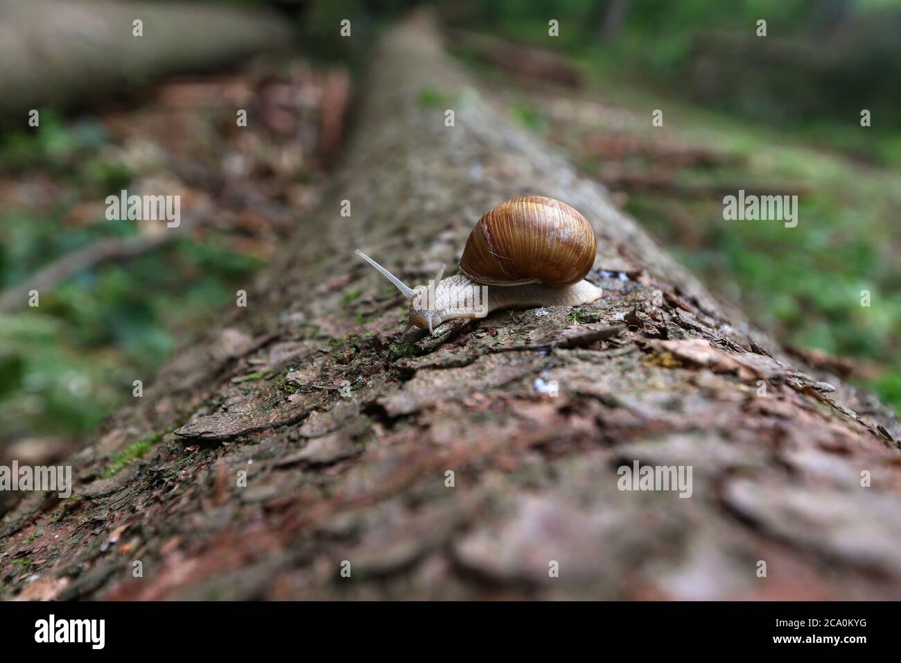 Snail crawls on fallen log in the forest Stock Photo