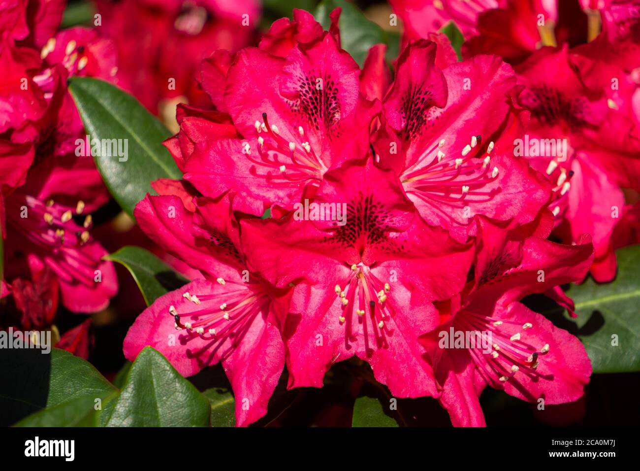 Red Rhododendron England Red rhododendrons hi-res stock photography and images - Alamy