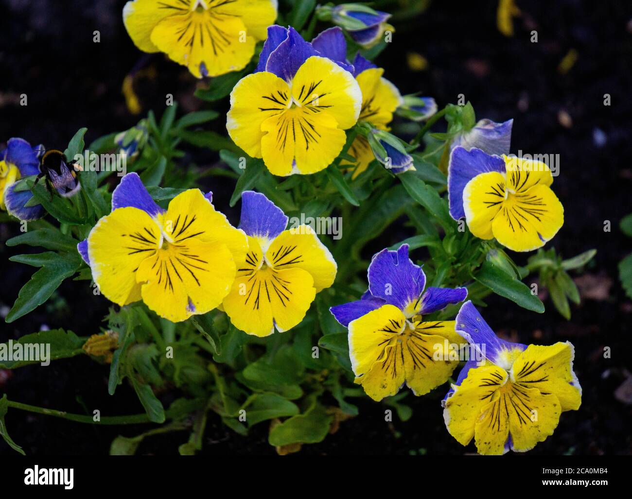 Yellow-blue flowers of pansies in the city park in spring. Stock Photo