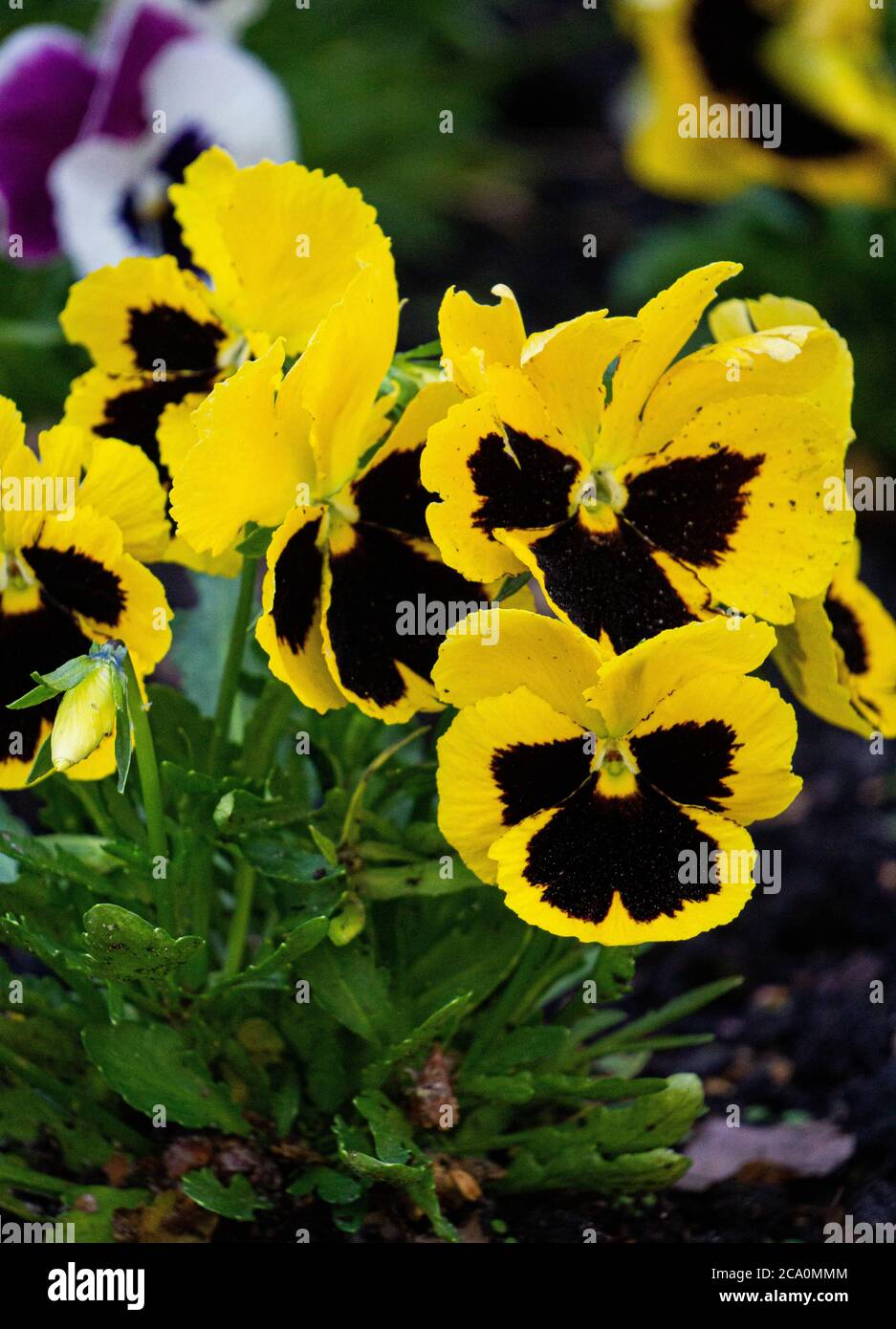 Yellow flowers of pansies in the city park in spring. Stock Photo