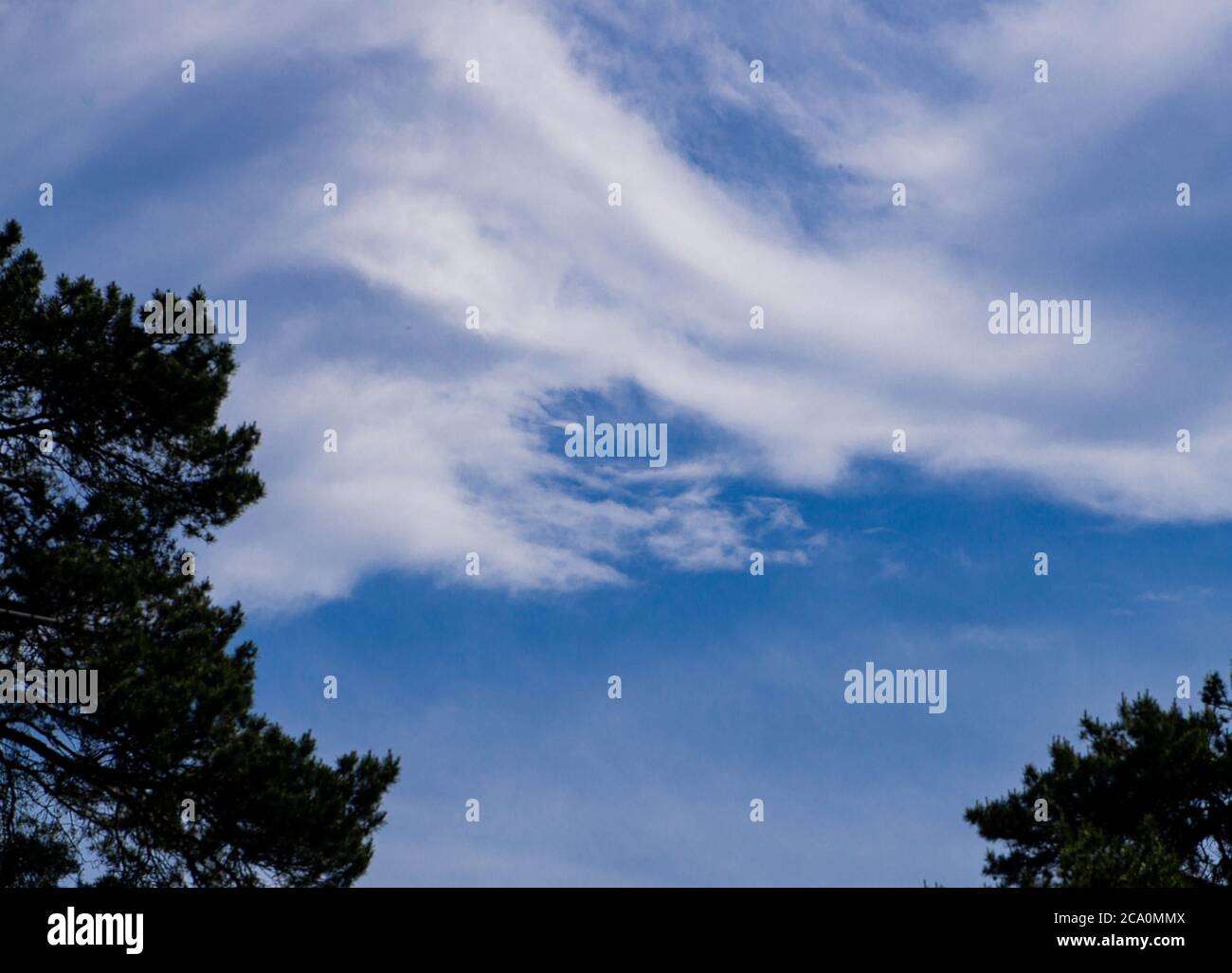 Blue sky and beautiful white cloud on the background of trees Stock ...