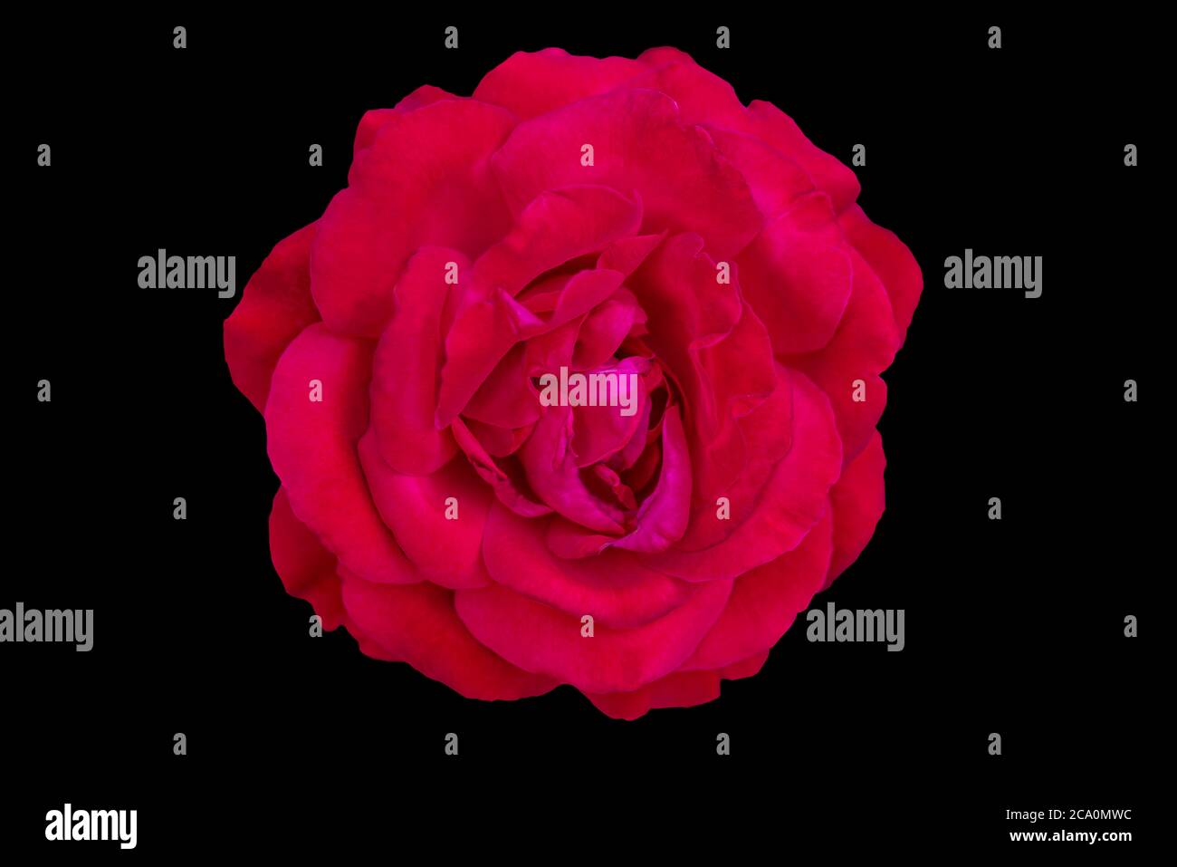 Red rose isolated on black background. Stock Photo