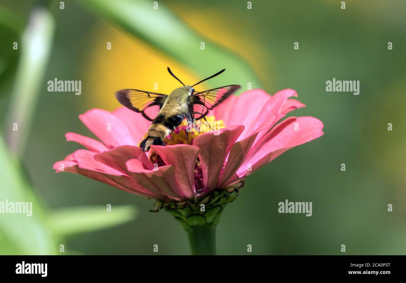Closeup of Hummingbird Clearwing Moth (Hemaris thysbe) feeding on nectar from a pink Zinnia flower in summer,Canada Stock Photo
