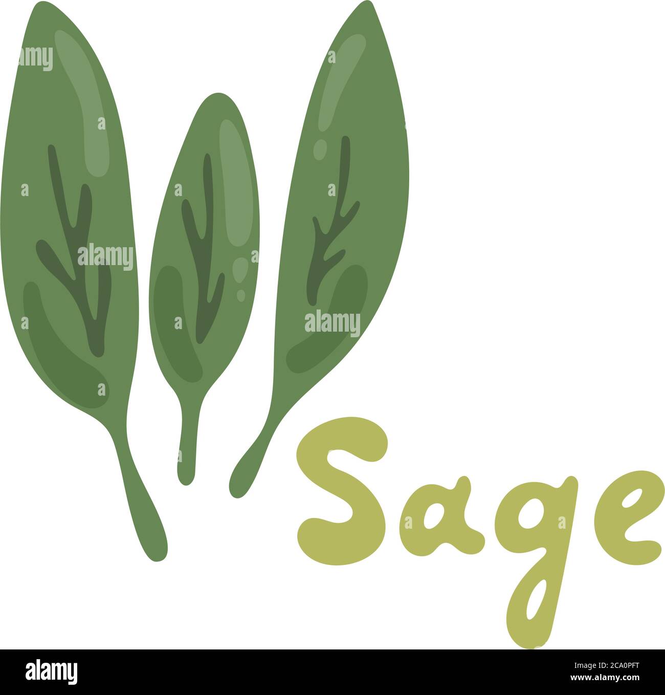 Sage herb, food vector illustration, logo. Sage plant isolated on white background. Medicinal plant leaves. Salvia officinalis plant also called sage Stock Vector
