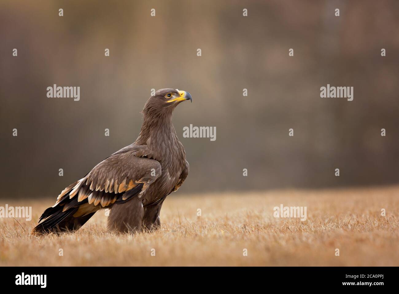 Steppe eagle (Aquila nipalensis) is a large bird of prey. Like all