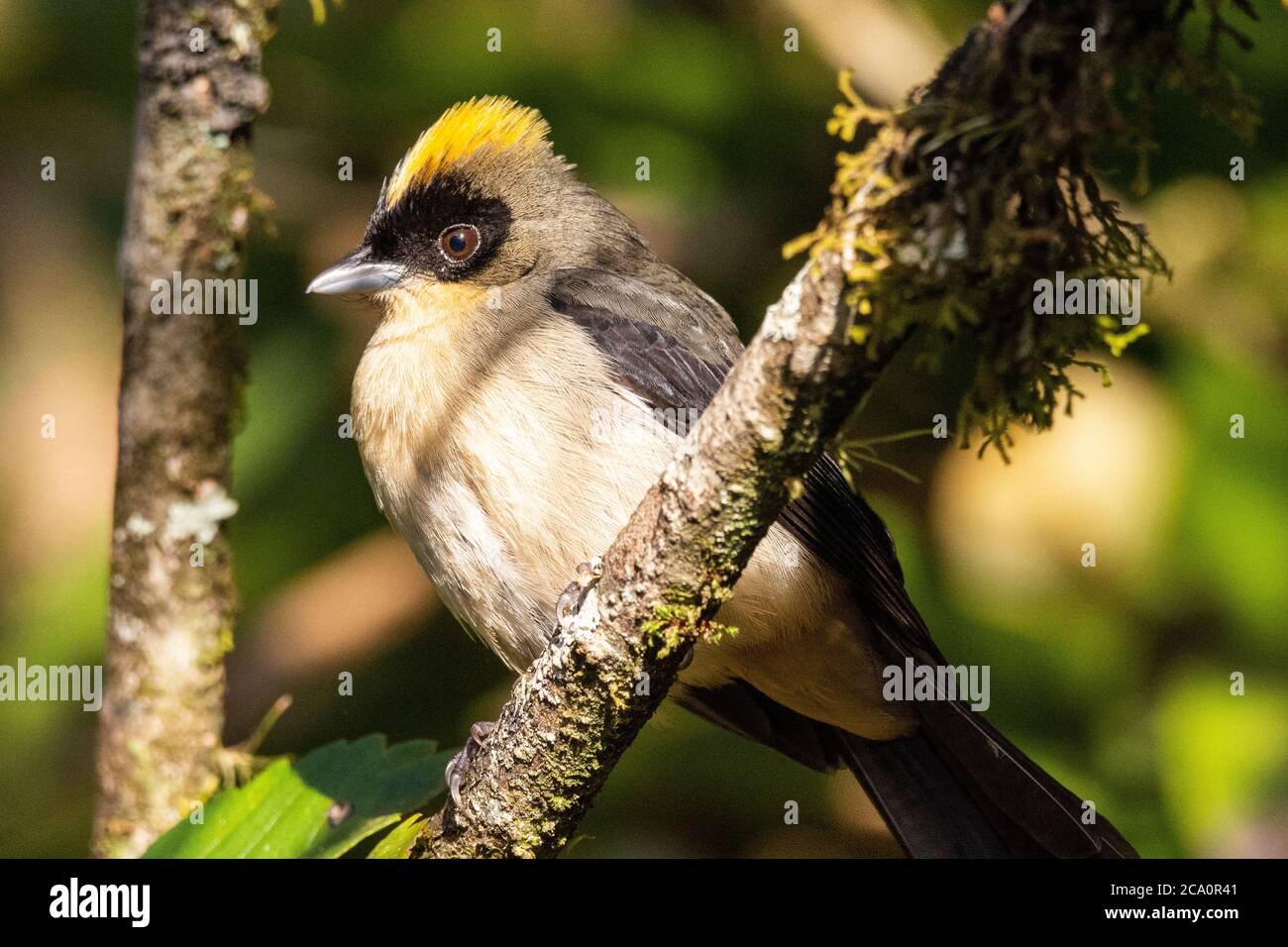Beautiful brown, yellow and black bird in Atlantic Rainforest vegetation, Serrinha do Alambari Ecological Reserve, Rio de Janeiro, Brazil Stock Photo