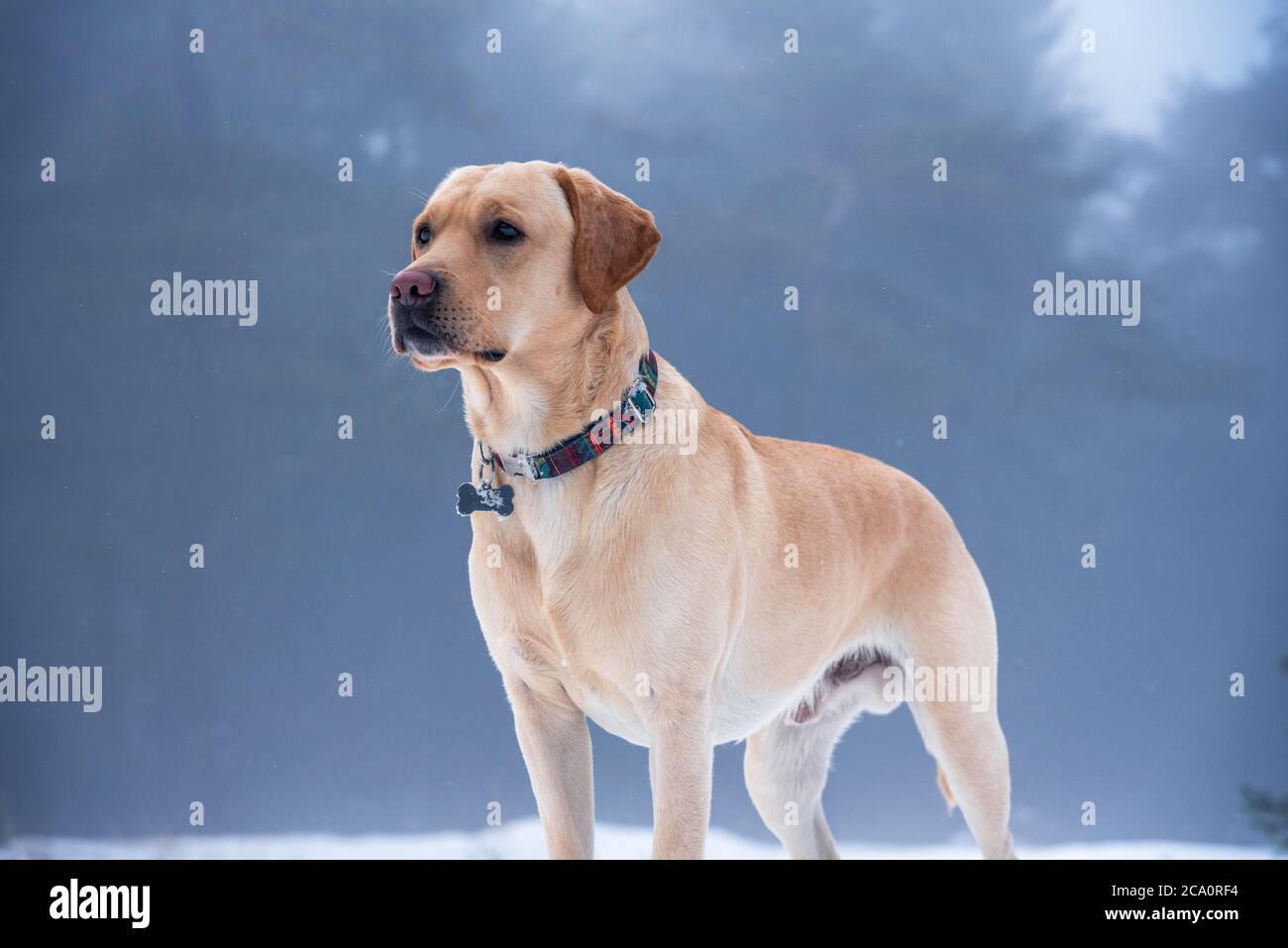 Labrador retriever puppy dog in the winter. Stock Photo