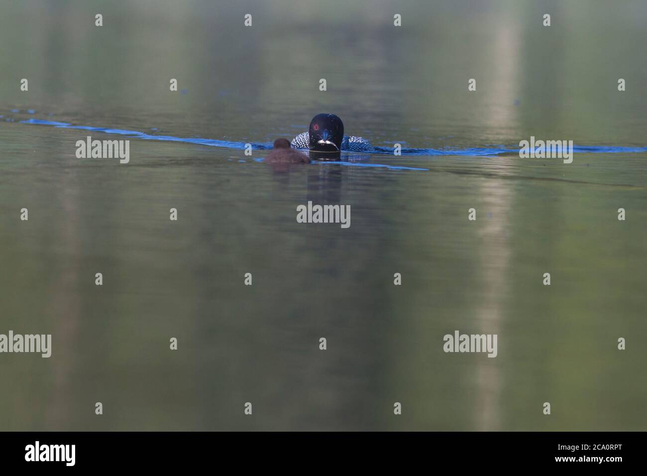 common-loon-or-great-northern-diver-gavia-immer-feeding-baby-stock