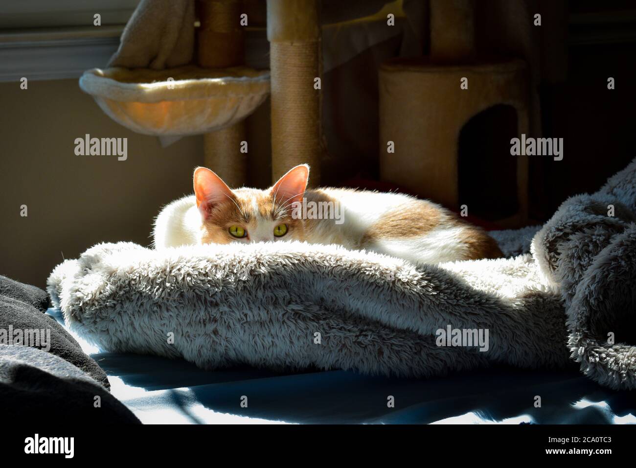 Lurking Cat Basking In the Sun Stock Photo