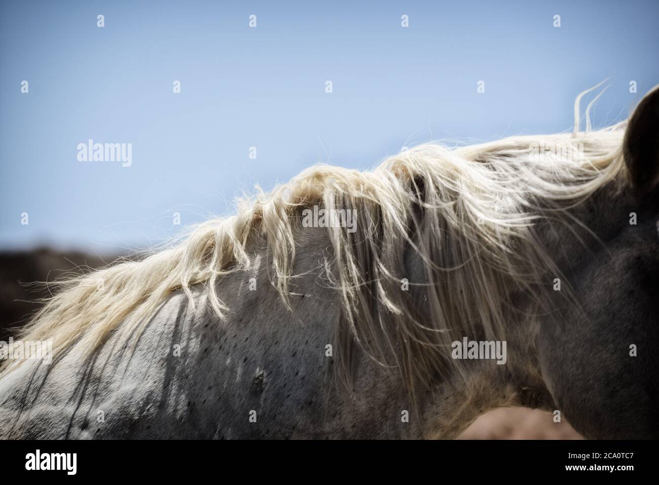 Closeup abstract of white horse mane blowing in wind Stock Photo Alamy