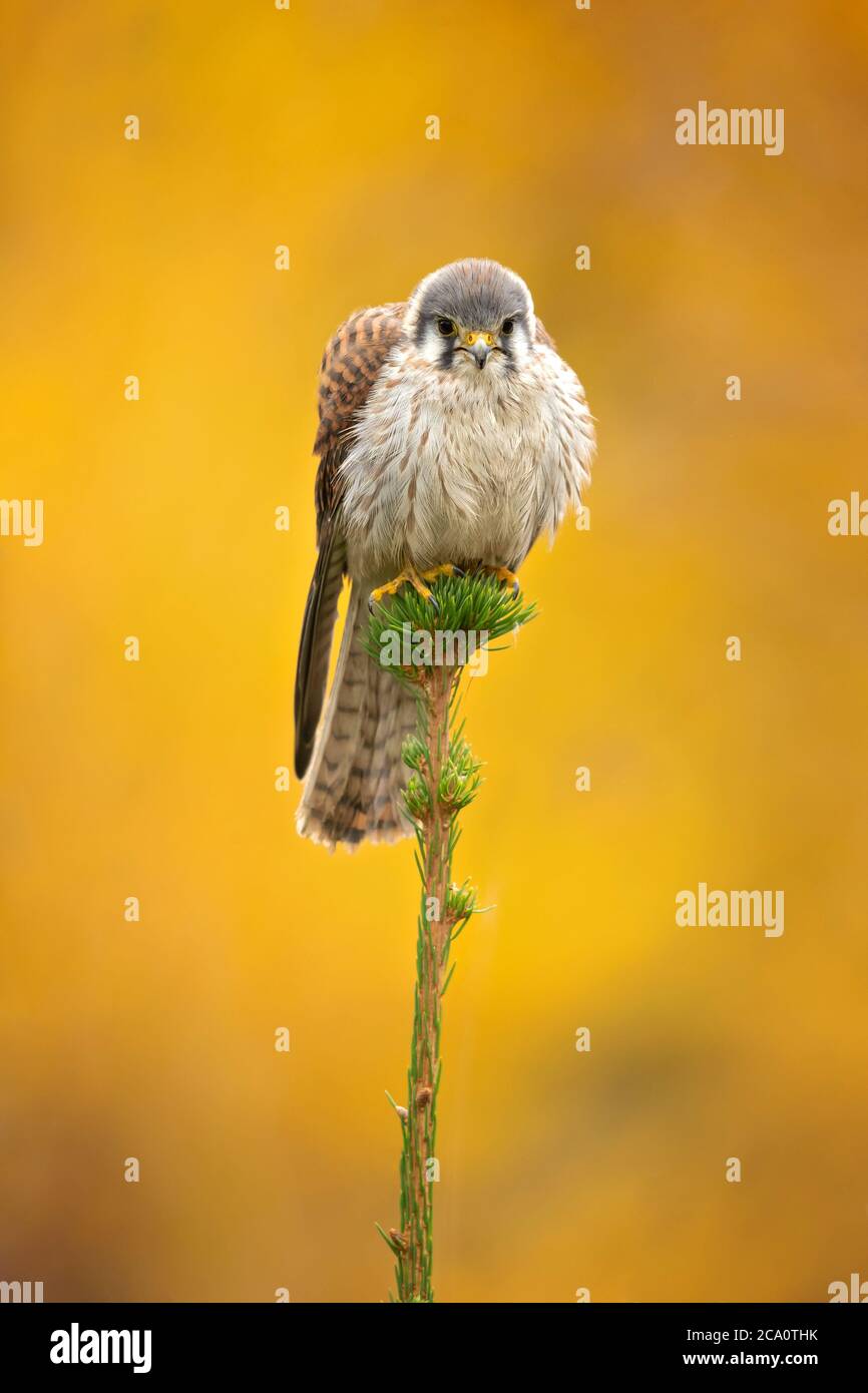 American kestrel (Falco sparverius) is the smallest and most common falcon in North America