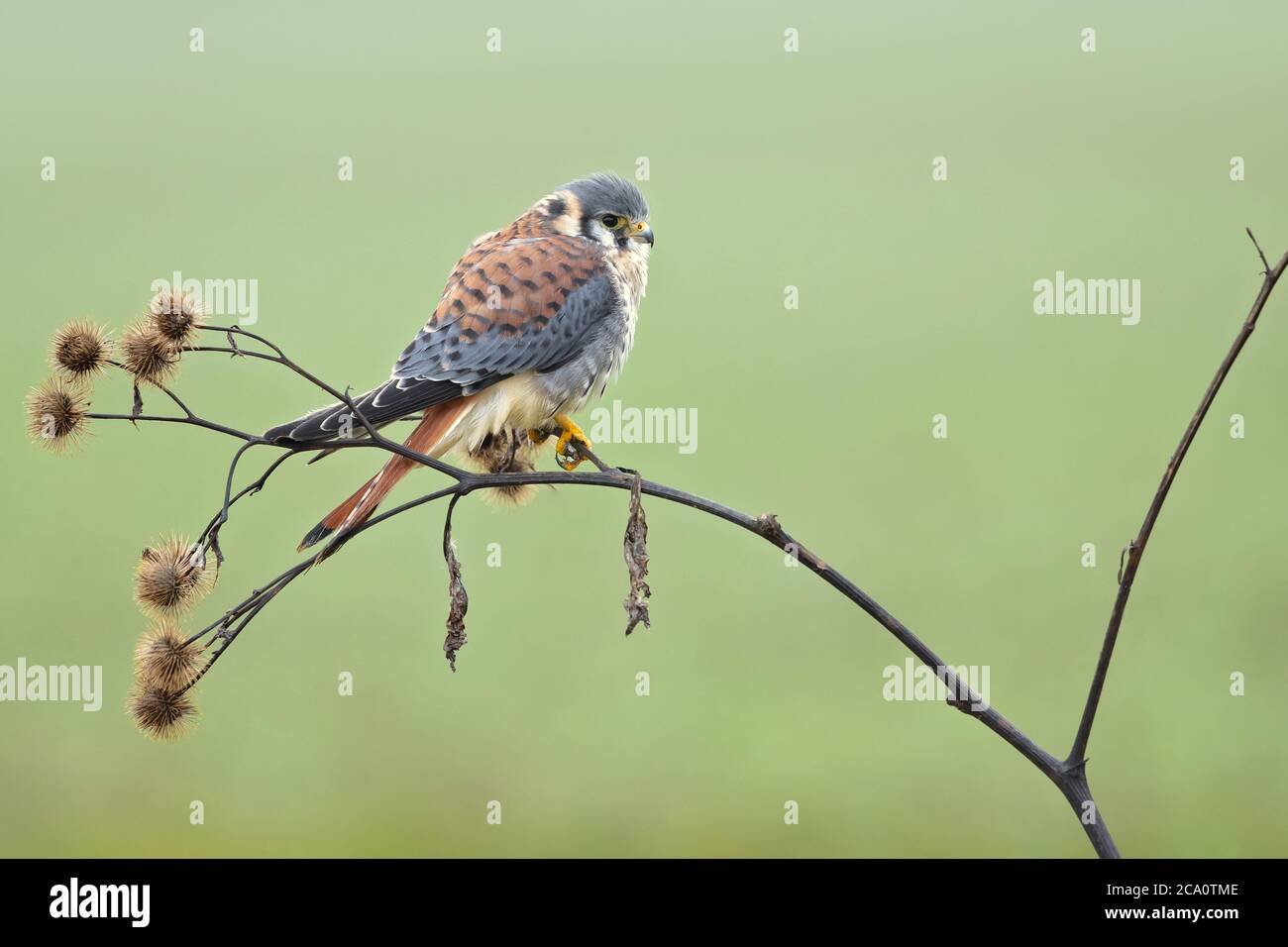 American kestrel (Falco sparverius) is the smallest and most common falcon in North America