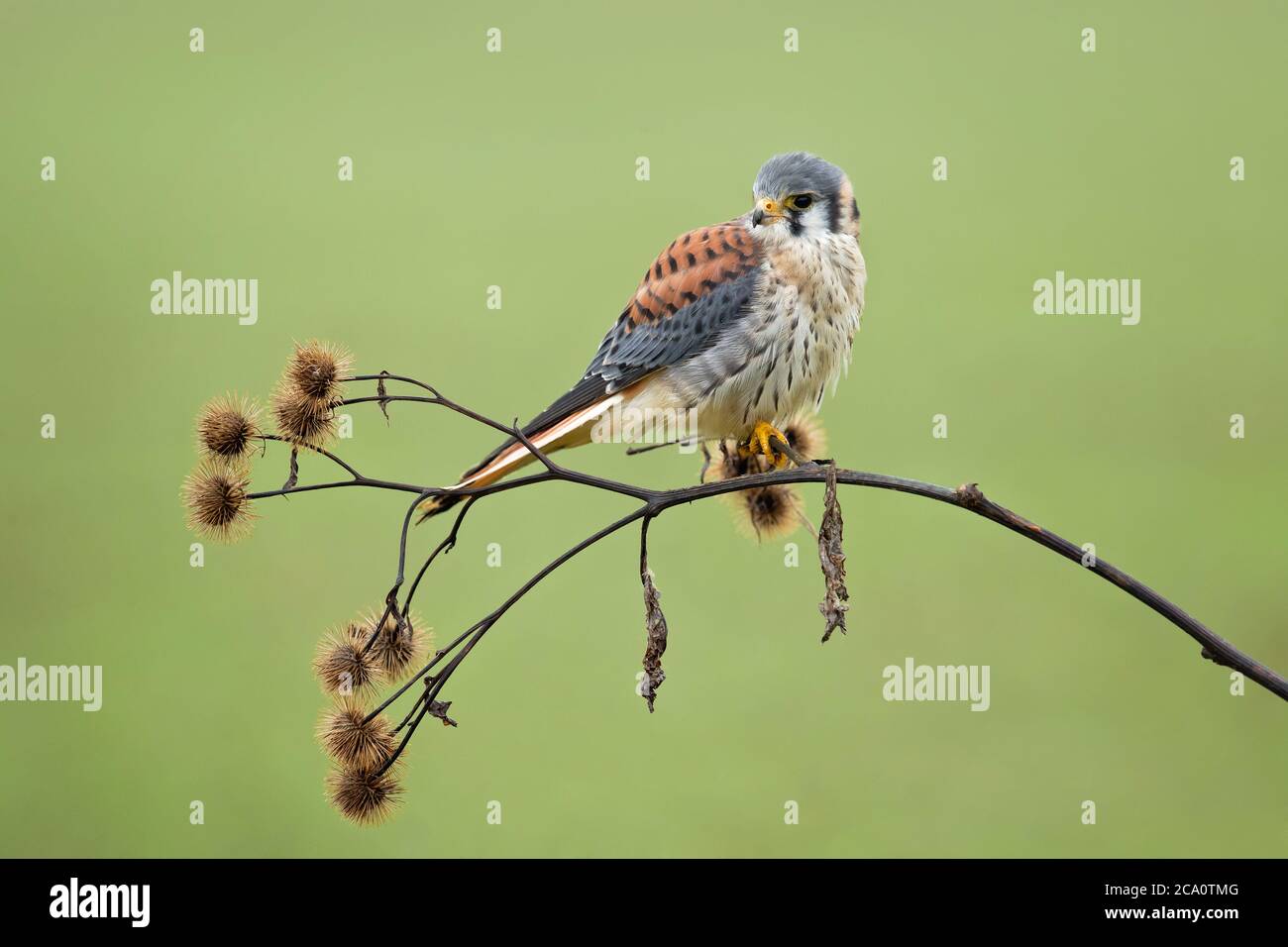 American kestrel (Falco sparverius) is the smallest and most common falcon in North America