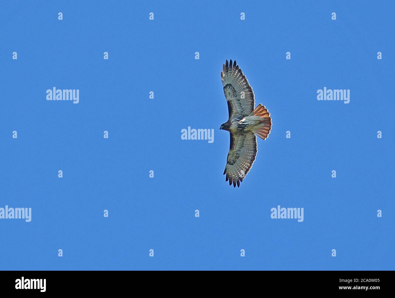 Red-tailed Hawk (Buteo jamaicensis jamaicensis) adult in flight  Jaragua NP, Dominican Republic          January 2014 Stock Photo