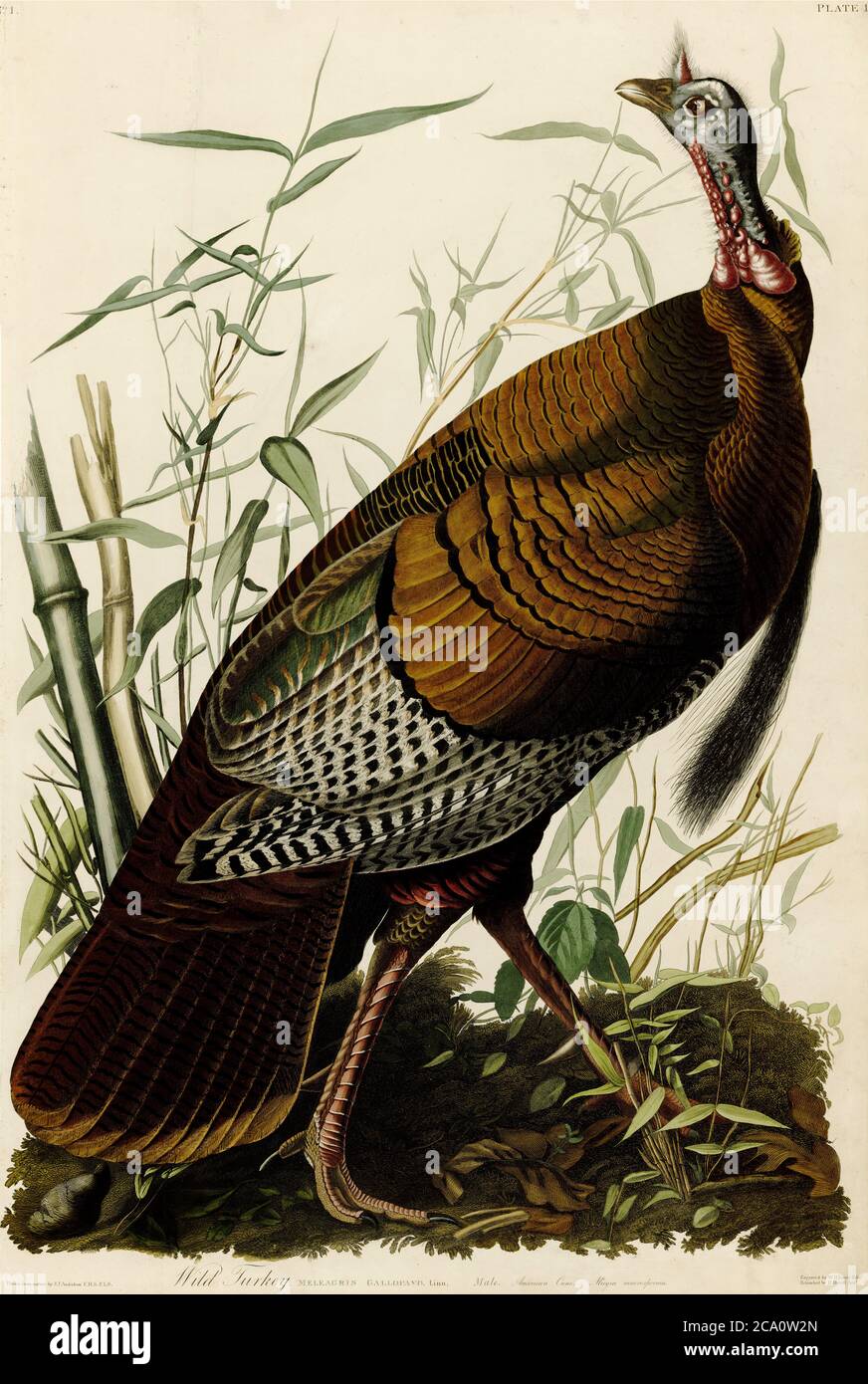 Wild turkey by John James Audubon, The wild turkey (Meleagris gallopavo) is an upland ground bird native to North America Stock Photo