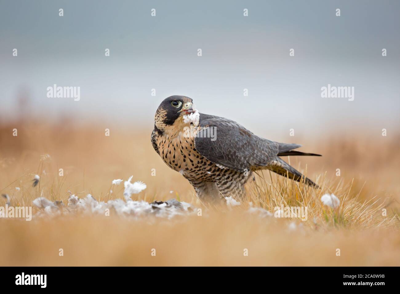Peregrine falcon (Falco peregrinus), also known as the peregrine and historically as the duck hawk in North America Stock Photo