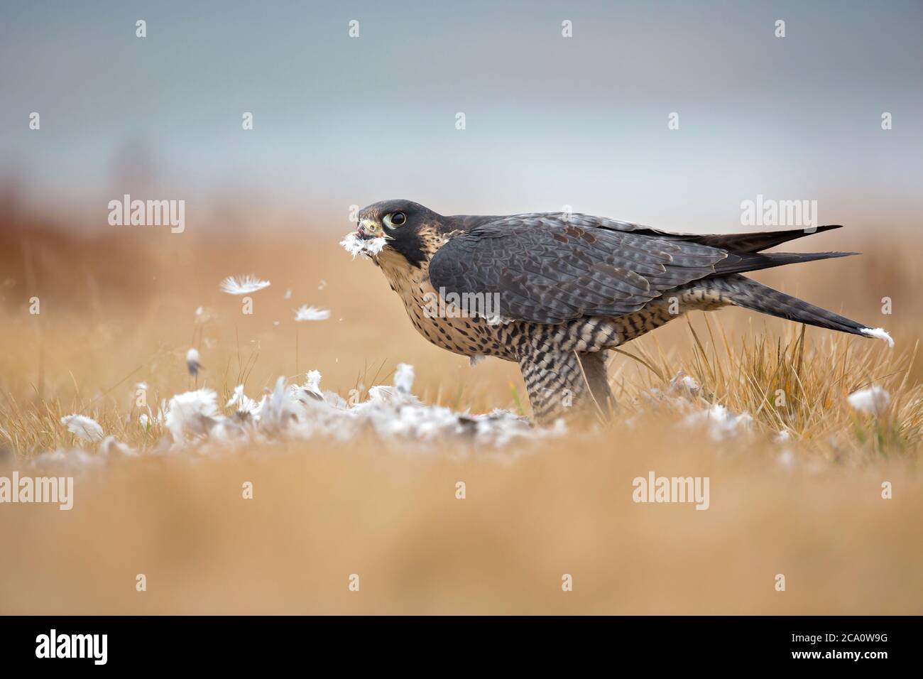 Peregrine falcon (Falco peregrinus), also known as the peregrine and historically as the duck hawk in North America Stock Photo