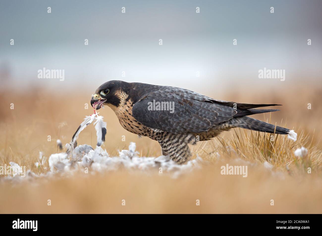 Peregrine falcon (Falco peregrinus), also known as the peregrine and historically as the duck hawk in North America Stock Photo