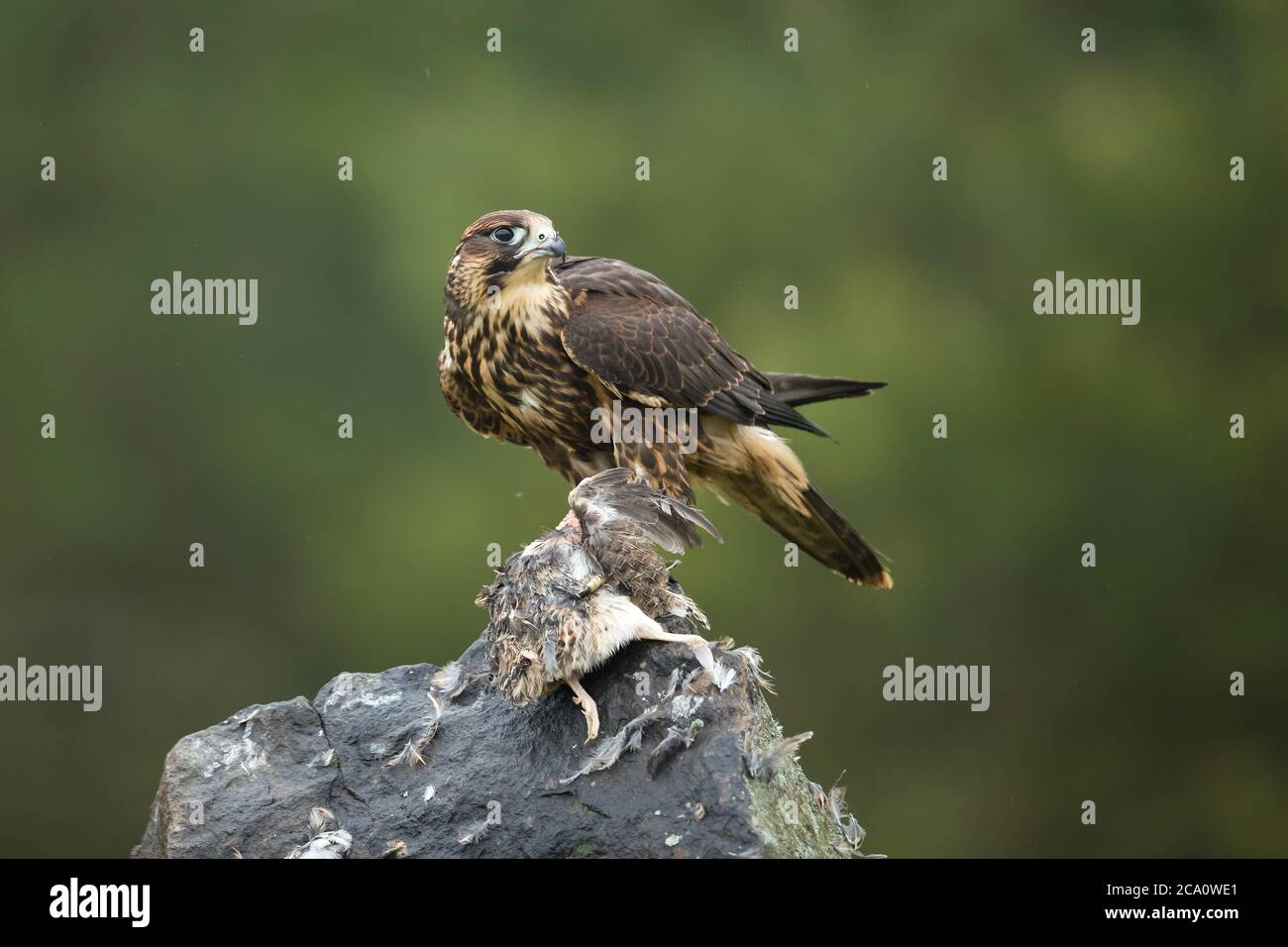 Peregrine falcon (Falco peregrinus), also known as the peregrine and historically as the duck hawk in North America Stock Photo