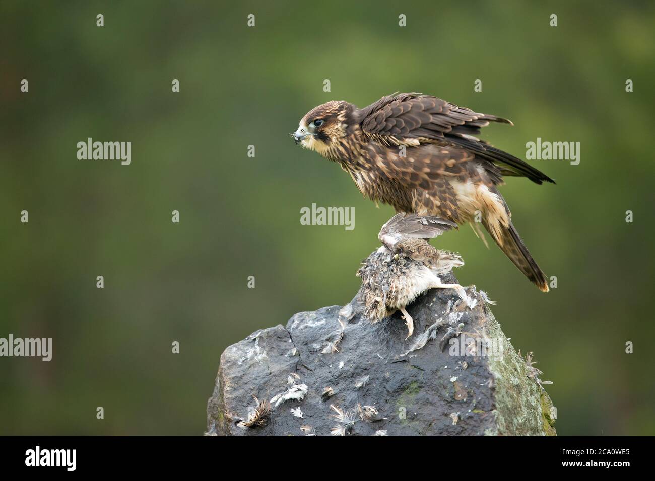 Peregrine falcon (Falco peregrinus), also known as the peregrine and historically as the duck hawk in North America Stock Photo