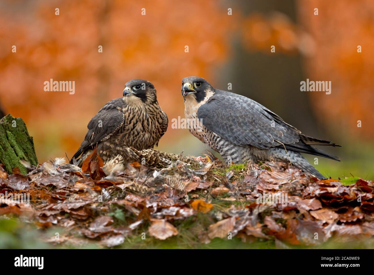 Peregrine falcon (Falco peregrinus), also known as the peregrine and historically as the duck hawk in North America Stock Photo