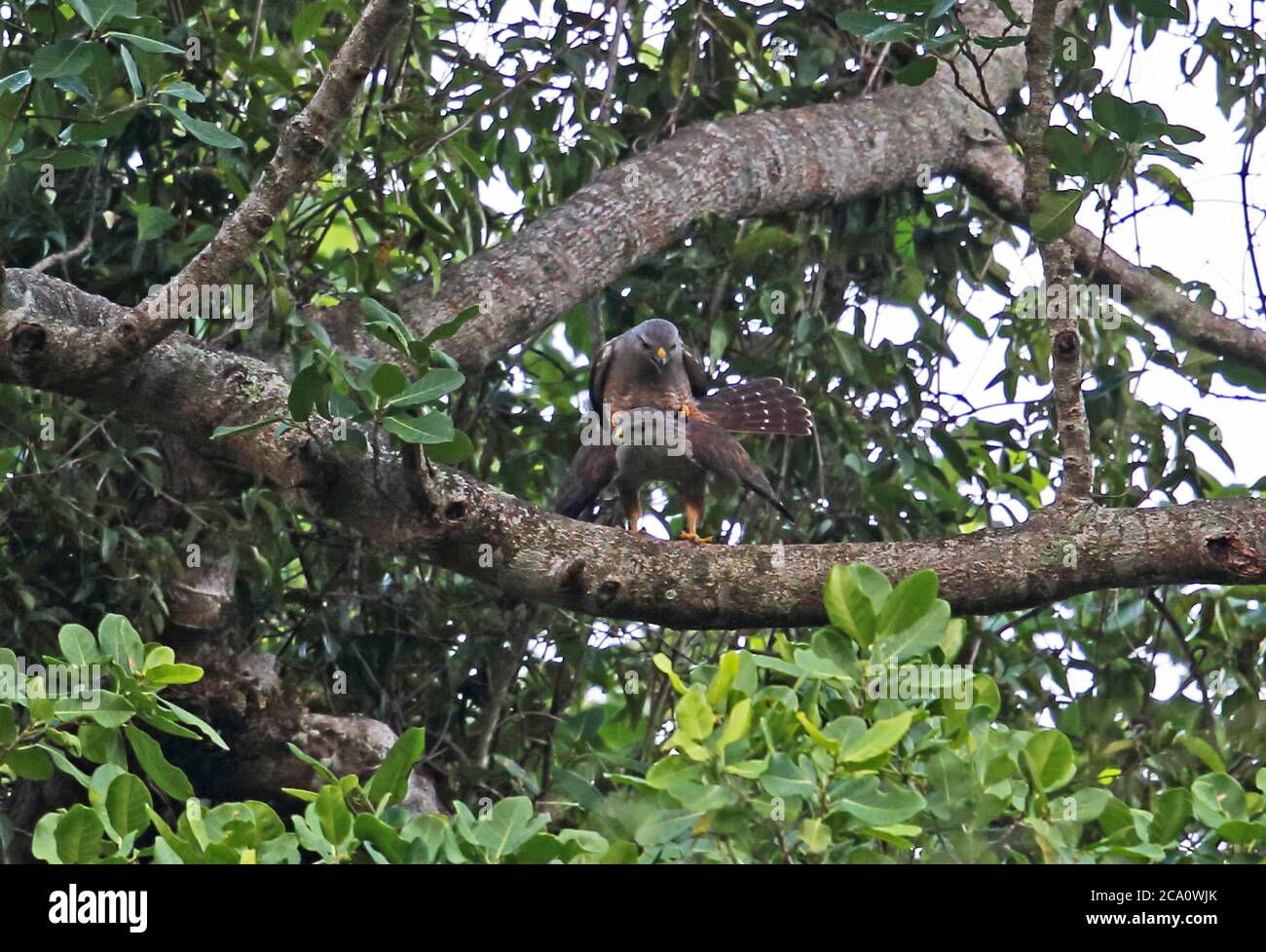 Ridgway's Hawk (Buteo ridgwayi) pair mating, endemic species  Los Haitises NP, Dominican Republic                   January 2014 Stock Photo