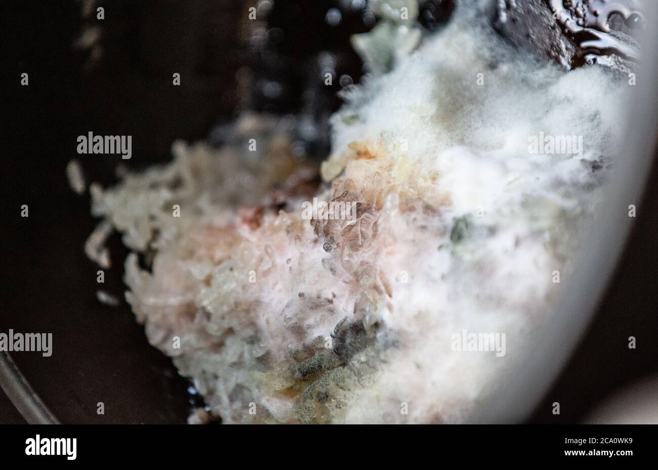 close up shot mouldy food. mould growing on rice. toxic food Stock
