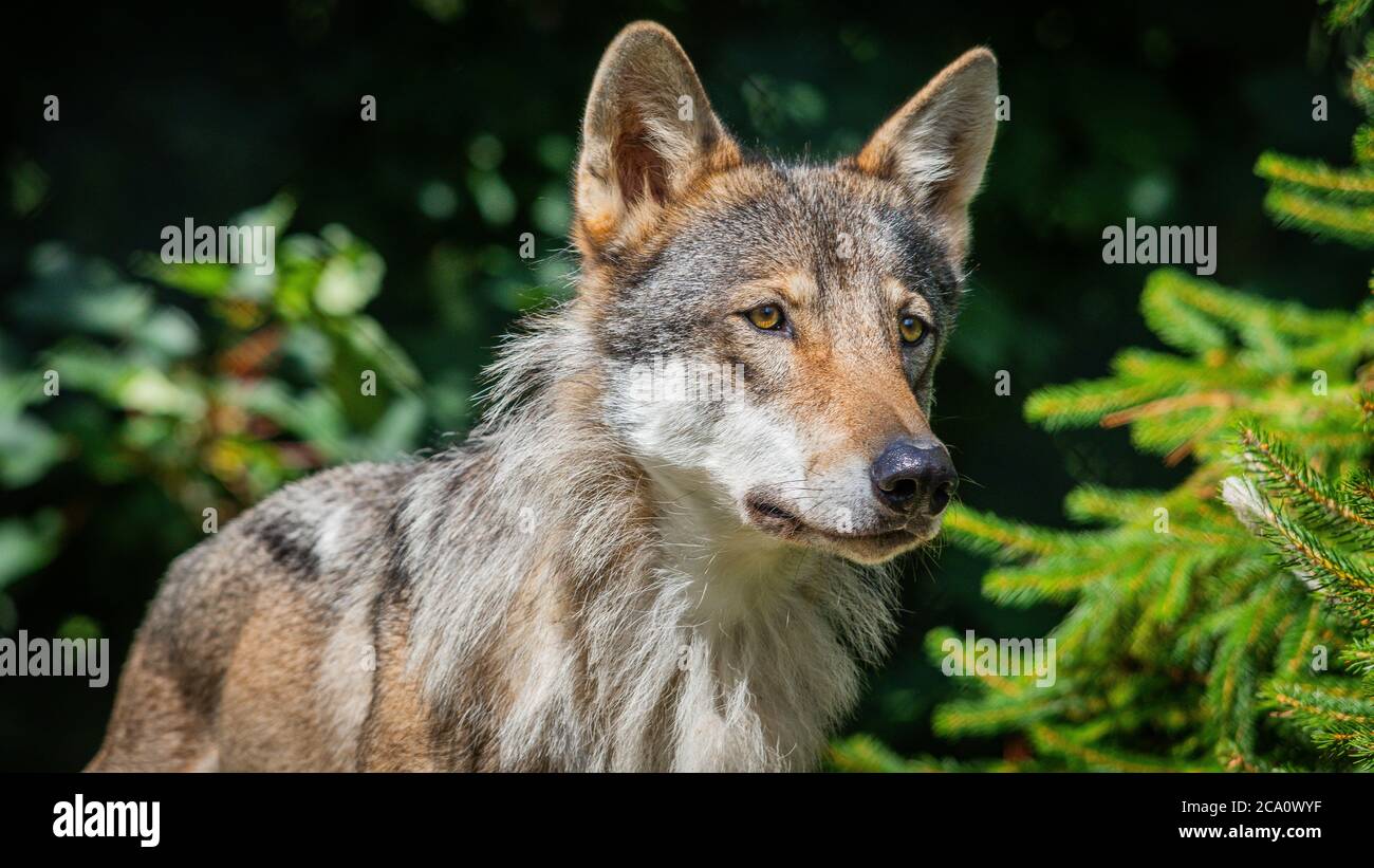 Grey Wolf Pictured In Grassed Paddock In The UK Stock Photo